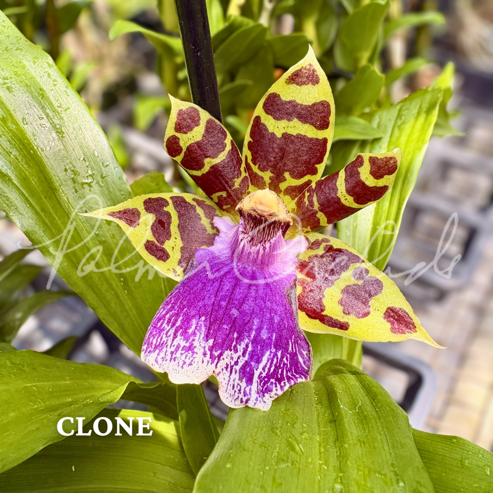 コルム　ジャンク Zygo. Jumpin Jack — Palmer Orchids